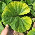 Ursachen, Arten und Behandlung der Chlorose von Gurkenblättern