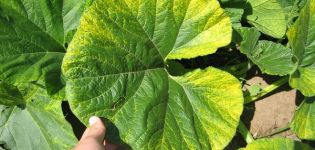 Causas, tipos e tratamento da clorose em folhas de pepino