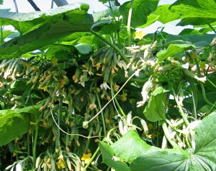 De bästa sorterna av gurka för öppen mark och växthus och deras odling