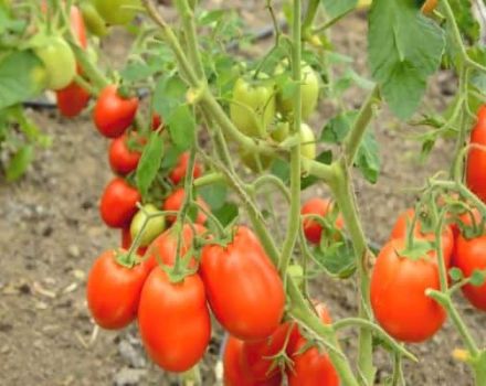 Beschreibung der Sorte Tomaten Roker und ihrer Eigenschaften