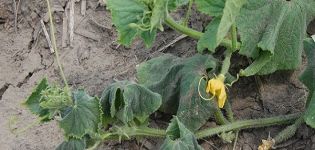 Prevention and treatment of fusarium and verticillary wilting of cucumbers