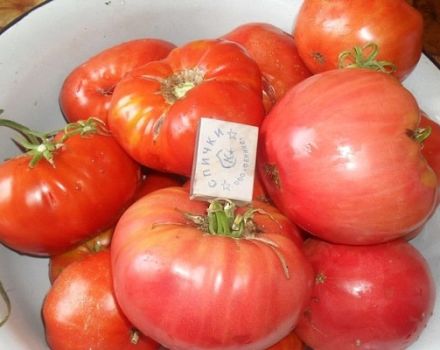 Opis odmiany pomidora Cukier różowy, cechy uprawy i pielęgnacji