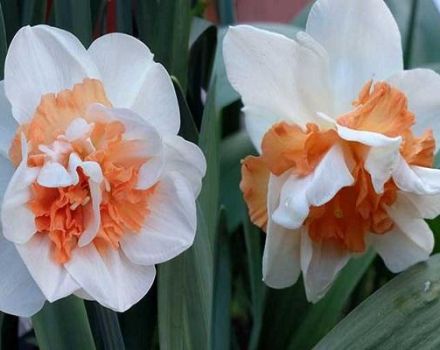 Description and features of the daffodil variety Delnasho, planting rules and plant care