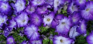 Характеристики и описание на Sophistika petunias, засаждане и грижи