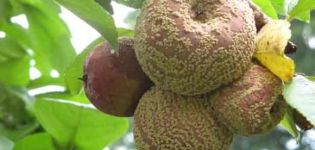 Causes and symptoms of apple moniliosis, how to treat the disease with various means