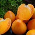 Характеристики и описание на сорта домат Golden Heart, неговият добив