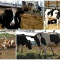Verschreibung von Futterantibiotika für Rinder, Top-5-Formulierungen und Anweisungen