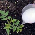 Was und wann ist es besser, Tomatensämlinge so zu füttern, dass sie prall sind?