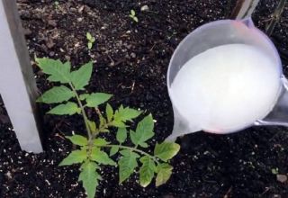 Was und wann ist es besser, Tomatensämlinge so zu füttern, dass sie prall sind?