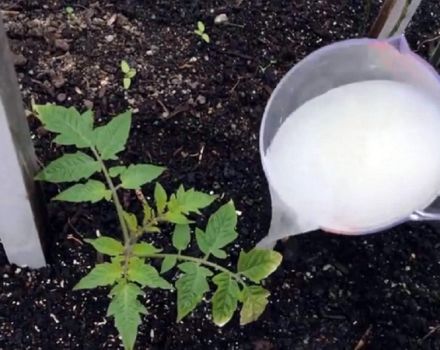 Was und wann ist es besser, Tomatensämlinge so zu füttern, dass sie prall sind?