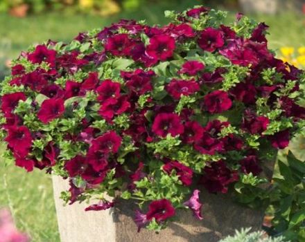 Mô tả 11 giống dạ yên thảo xếp tầng, trồng và chăm sóc ngoài đồng
