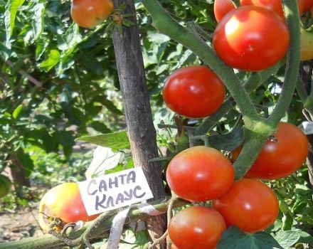 Descrição da variedade de tomate Papai Noel, crescendo e cuidando dele