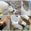 Плюсове и минуси на изкуственото осеменяване на козите, времето и правилата