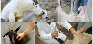Výhody a nevýhody umělé inseminace koz, načasování a pravidla