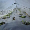Como plantar e cultivar pepinos em campo aberto sob um filme