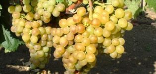 Hibrit üzüm çeşitlerinin tanımı İnciler Siyah, Pembe, Beyaz ve Saba
