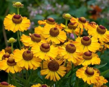 Mô tả 20 giống và các loại helenium lâu năm, trồng và chăm sóc trên bãi đất trống