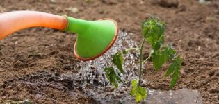 Como borrifar tomates com fertilizante de leite e iodo, é possível