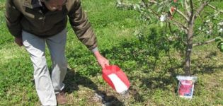 İlkbahar, yaz ve sonbaharda bir armutu nasıl besleyebilirsiniz, döllenme kuralları ve normları