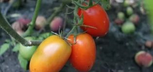 Descrição e características da variedade de tomate Imperatriz