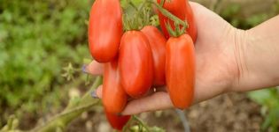 Descrição e características da variedade de tomate San Marzano