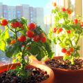 Wie man Tomaten auf einer Fensterbank zu Hause für Anfänger anbaut und pflegt