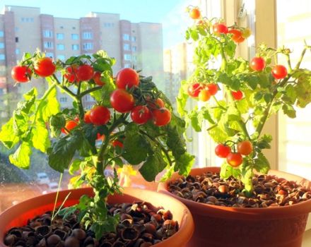 Como cultivar e cuidar de tomates no peitoril da janela em casa para iniciantes