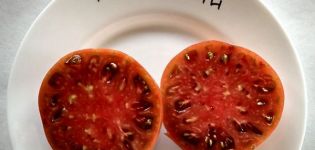 Beschreibung der Tomatensorte Appetizing und ihre Eigenschaften