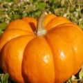 Beschreibung der Sorten von großfruchtigem Kürbis Rossiyanka, Sweetie, Kroshka, 100 Pfund und anderen, deren Anbau