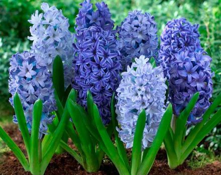 Descrição de flores perenes para a Sibéria, critérios de seleção e regras de cultivo