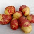 Beskrivelse af kartoffelsorter Ivan da Marya og Ivan da Shura, dyrkning og udbytte