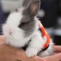 Description and classification of decorative rabbits and how to determine the breed