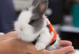 Опис и класификација украсних зечева и начин одређивања пасмине