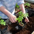 Como alimentar mudas de tomate após uma colheita e quando