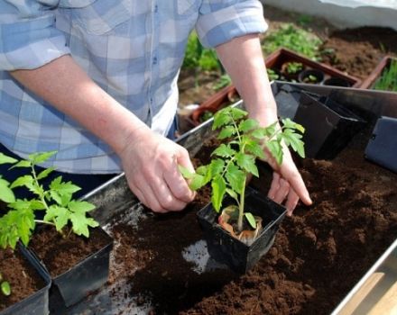 Hur man matar tomatplantor efter en plockning och när