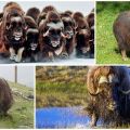 Къде и в какви естествени зони живеят мускусни волове, как изглеждат и какво ядат