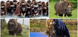 Where and in what natural zones do musk oxen live, what they look like and what they eat