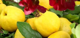 Description of varieties of Japanese quince, planting, cultivation and care in the open field