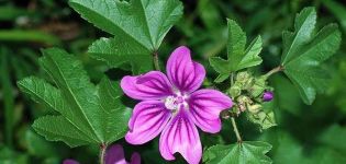 The healing properties and contraindications of mallow, the benefits and harms of the plant