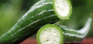 Características do cultivo de pepino armênio, sua descrição, plantio e cuidados