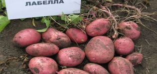 Описание на сорта картофи Labella, особености на отглеждането и грижите