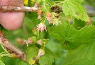 Por que razões a groselha não floresce e dá frutos e o que fazer a respeito