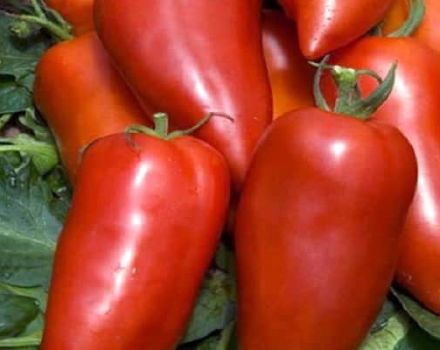 Beskrivelse af Bonanza-banan-tomatsorten og dens egenskaber