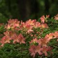 Plantning og pleje af rododendroner i Sibirien og vælg de bedste sorter