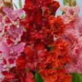 Reasons why gladioli can change color and the effect of diseases on color