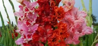 Gründe, warum Gladiolen die Farbe verändern können und die Auswirkungen von Krankheiten auf die Farbe