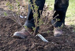 ¿Cuándo se pueden trasplantar grosellas a un nuevo lugar, en primavera u otoño, y cómo