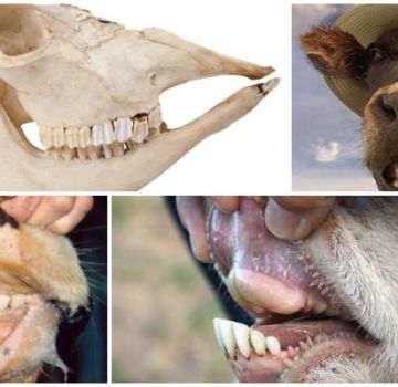 Layout and dental formula of a cow, anatomy of the structure of the jaw of cattle