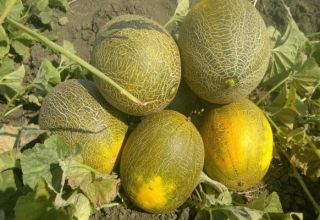 Beschreibung der Melonensorte Kolkhoznitsa, Anbaueigenschaften und Ertrag