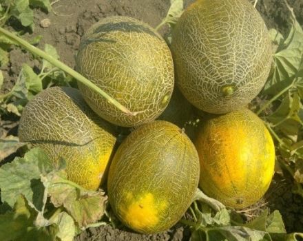 Popis odrůdy melounů Kolkhoznitsa, pěstitelských funkcí a výnosů